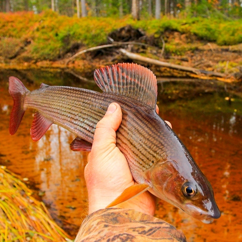 хариус европейский хариус европейский